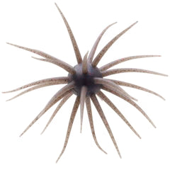 Hideup Coike 13mm Japanese soft plastic bait - view 7