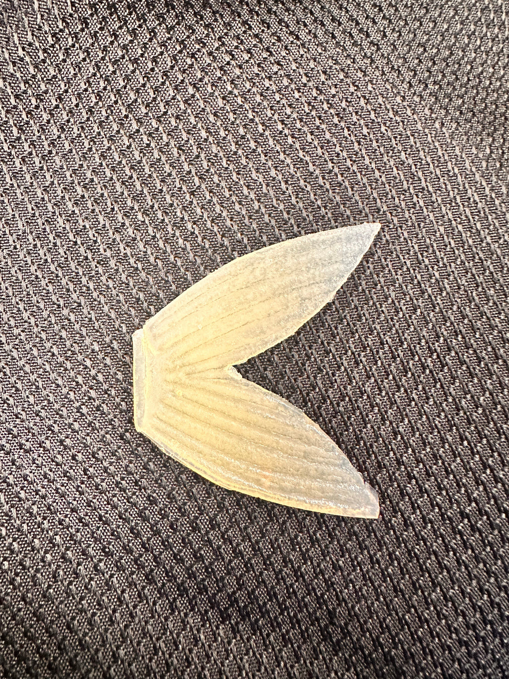 Bull Shad Glide Tail Replacement by Bull Shad Swimbaits product image 3 of 4