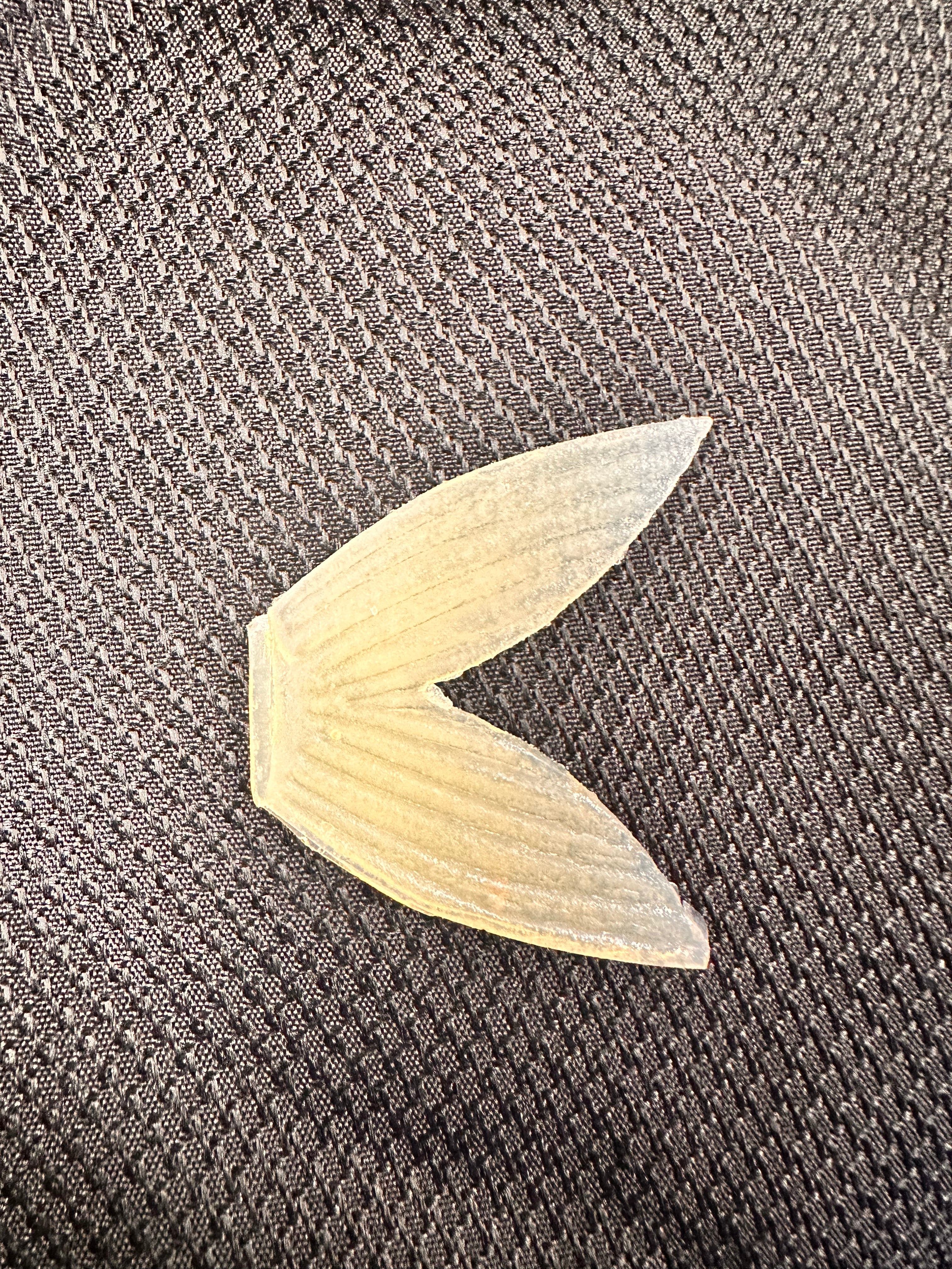 Bull Shad Glide Tail Replacement by Bull Shad Swimbaits product image 3 of 4