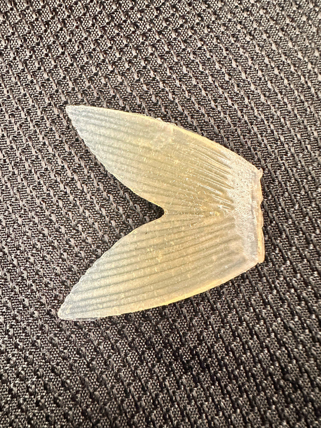 Bull Shad Glide Tail Replacement by Bull Shad Swimbaits product image 1 of 4